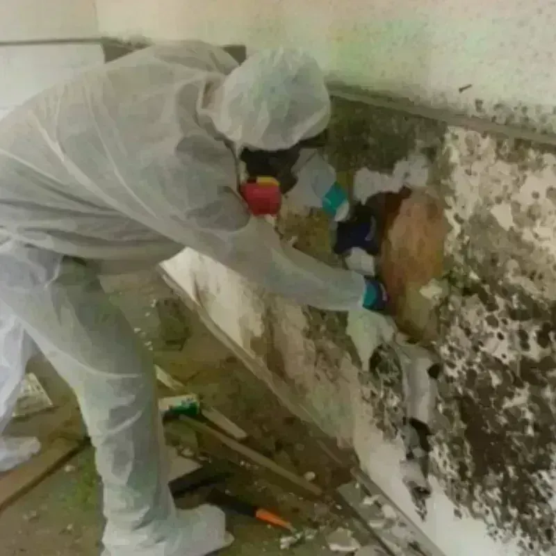 Mold Remediation and Removal in Rock County, WI